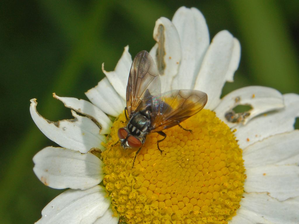 Phasia obesa M (Tachinidae)